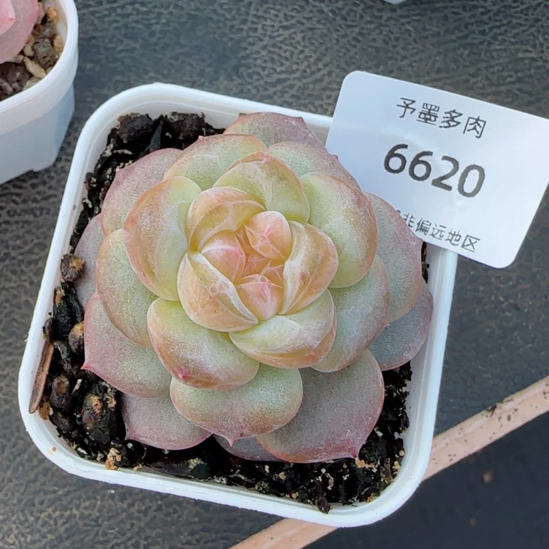 琥珀。   6620。