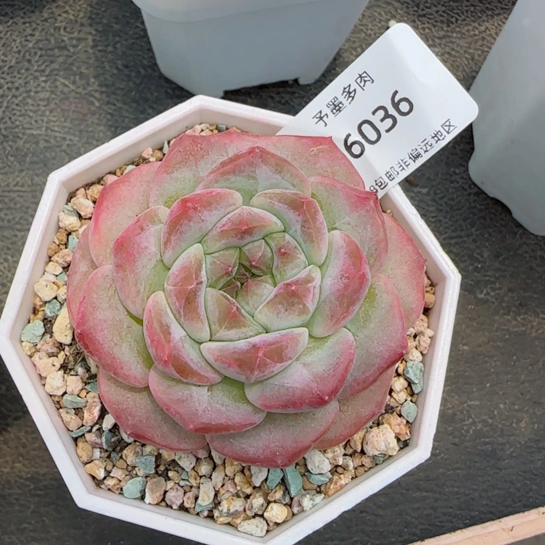 红宝石冰魄。 6036。