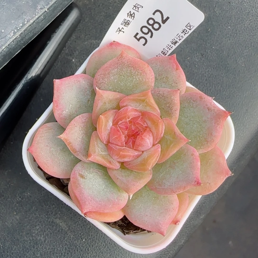 芳草系列。   5982。