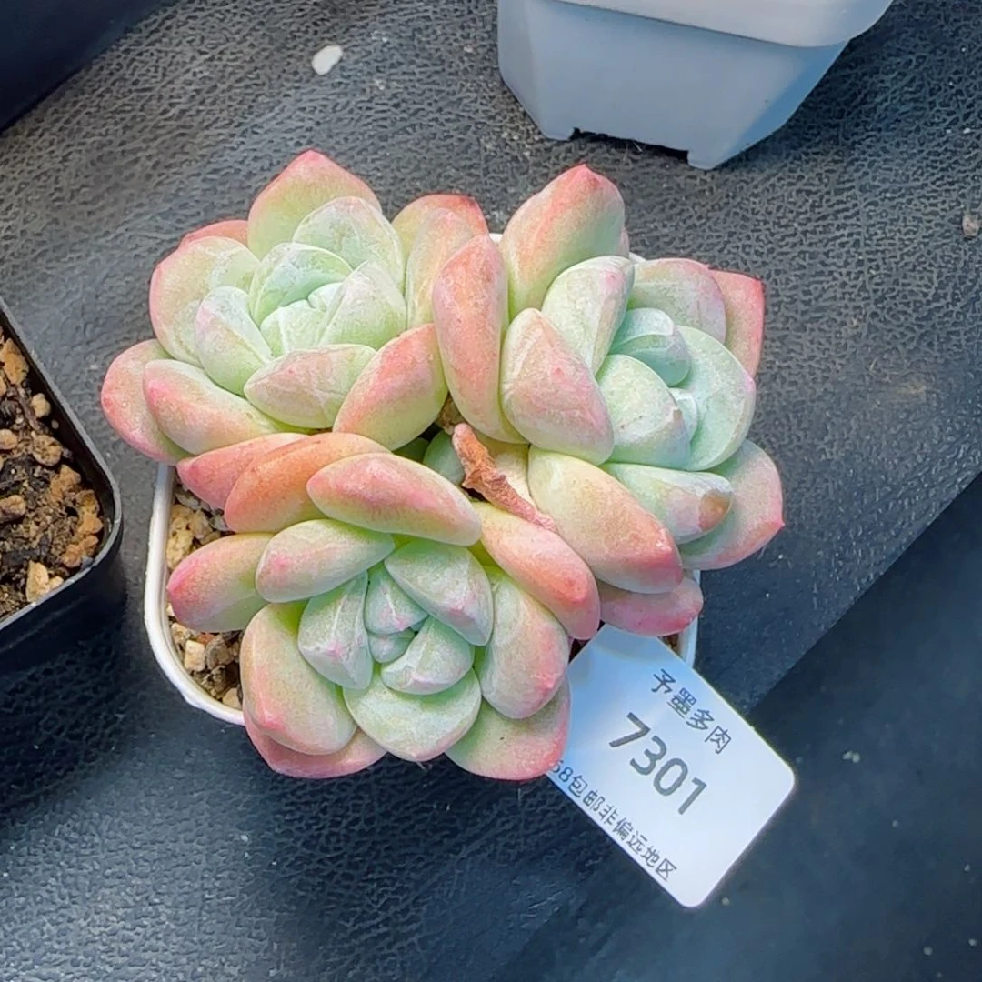 冰玉无砍。   7301。