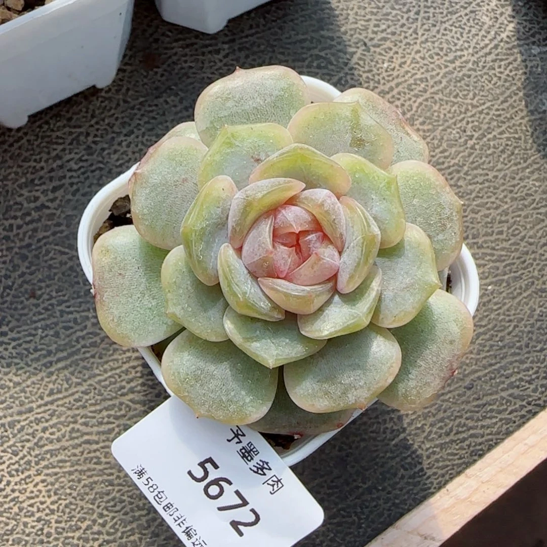 彩色恋人。   5672。