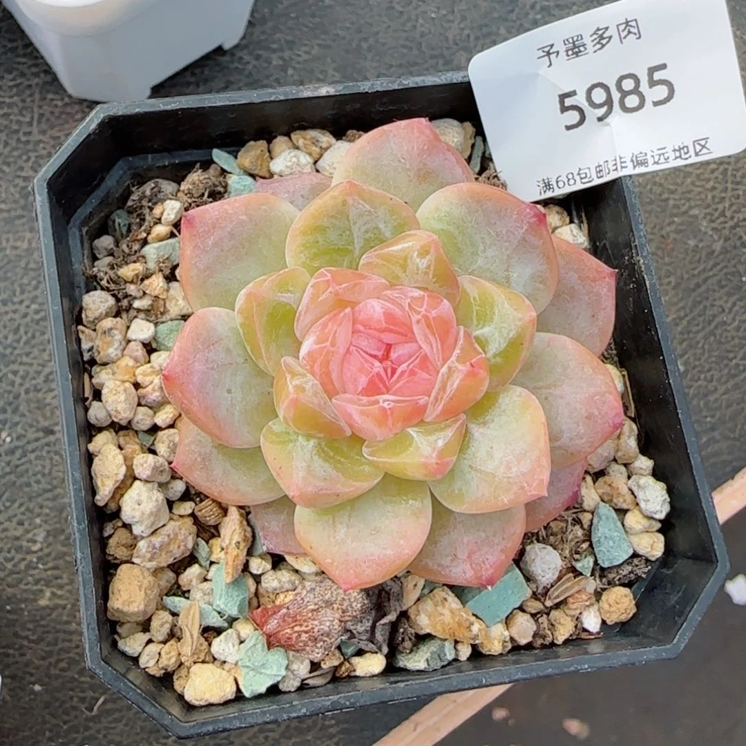 粉心孤品。   5985。