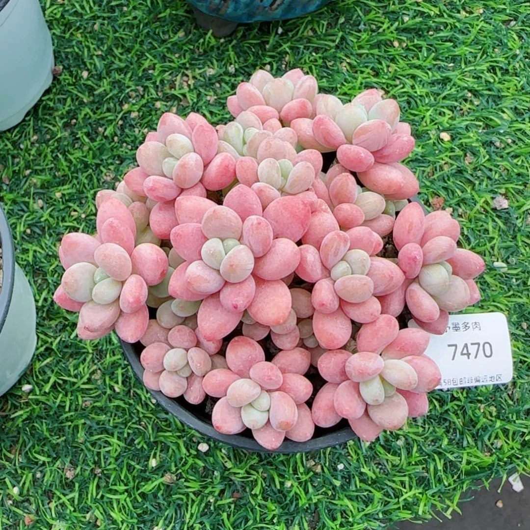 鱼子酱无砍。  7470。