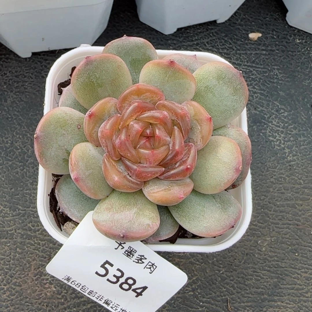 红色恋人。  5384。