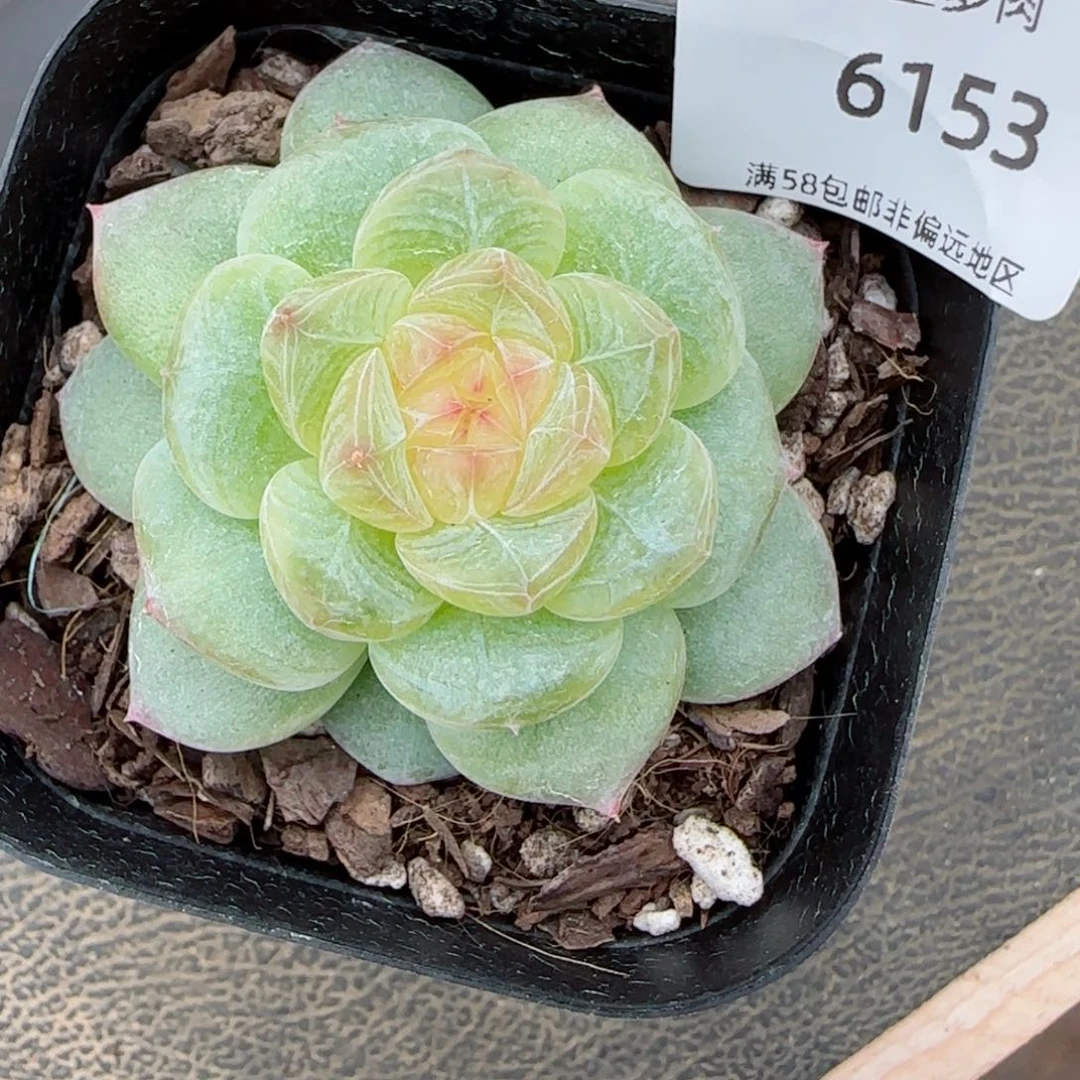 海盐芝士。  6153。