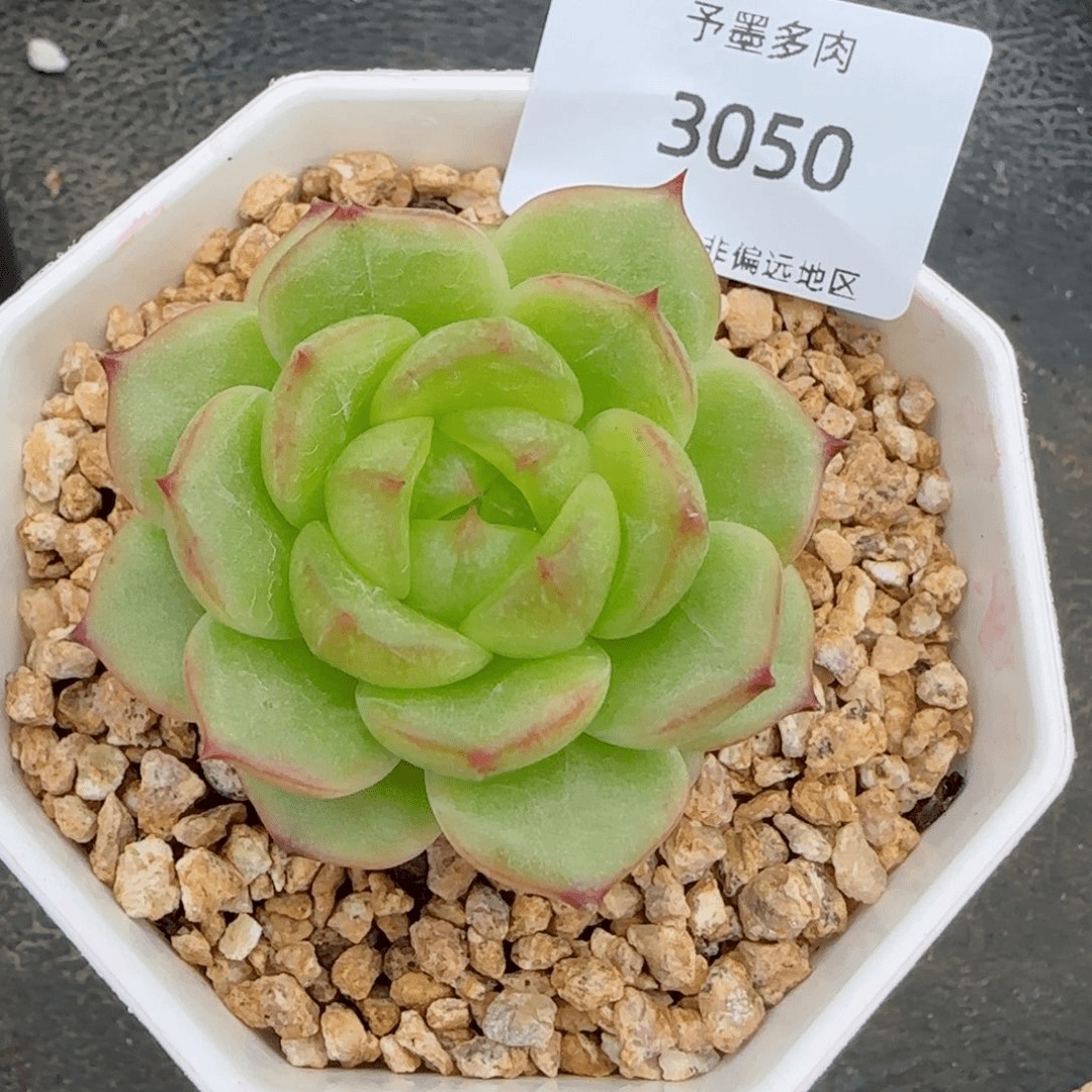 冰花珍妮。  3050。