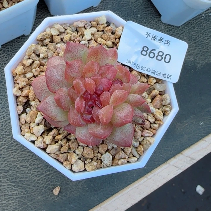 琥珀缀化。   8680。