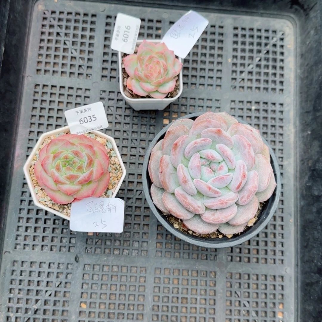 熙*轩三颗肉肉。              多肉植物。