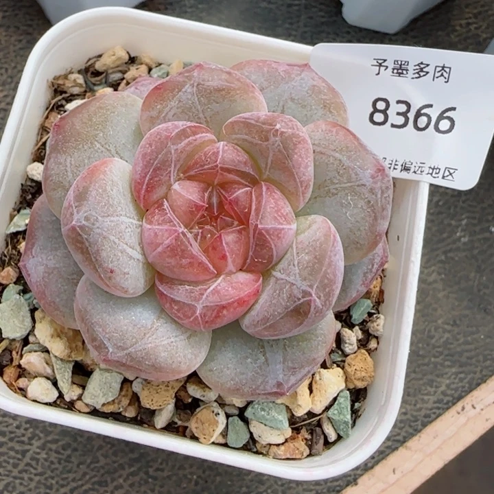 粉琉璃冰魄。 8366。