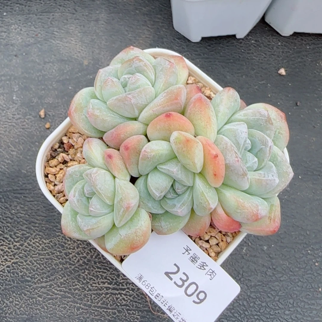 冰玉无砍。   2309。