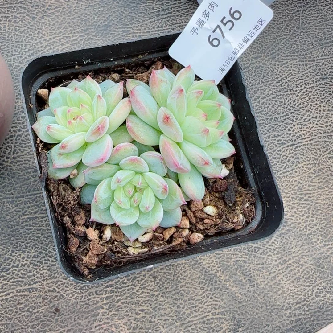 寒绯群。   6756。