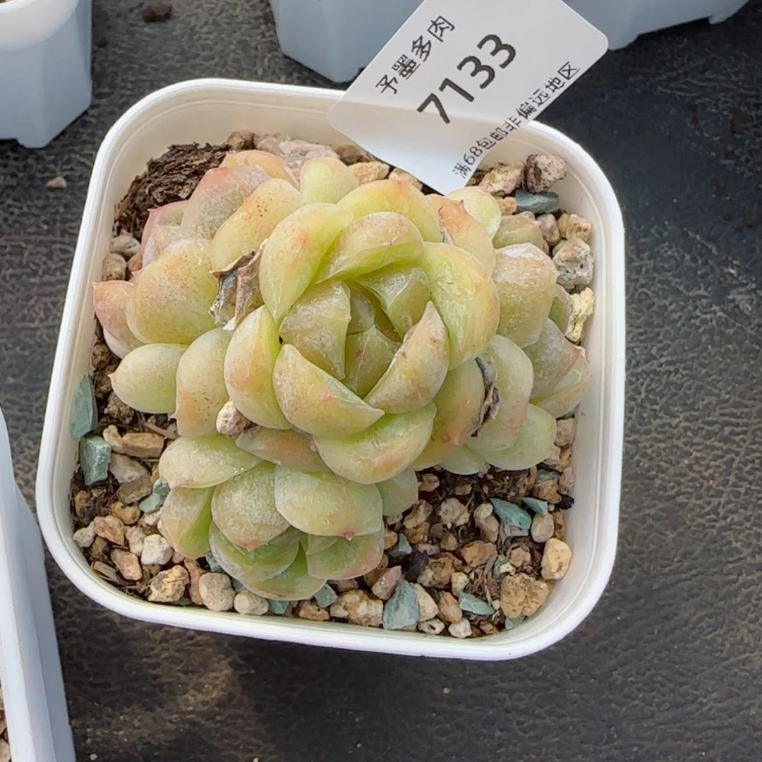 哈****弟胖虎。  7133。