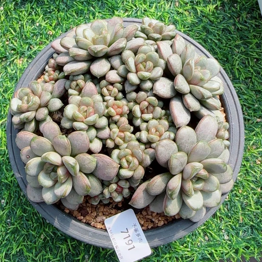 葡萄无砍。  7191。