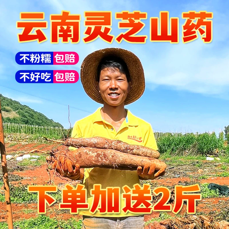 云南灵芝山药正宗农家特产粗粮软糯粉面能生吃的拉丝新鲜纯正山药