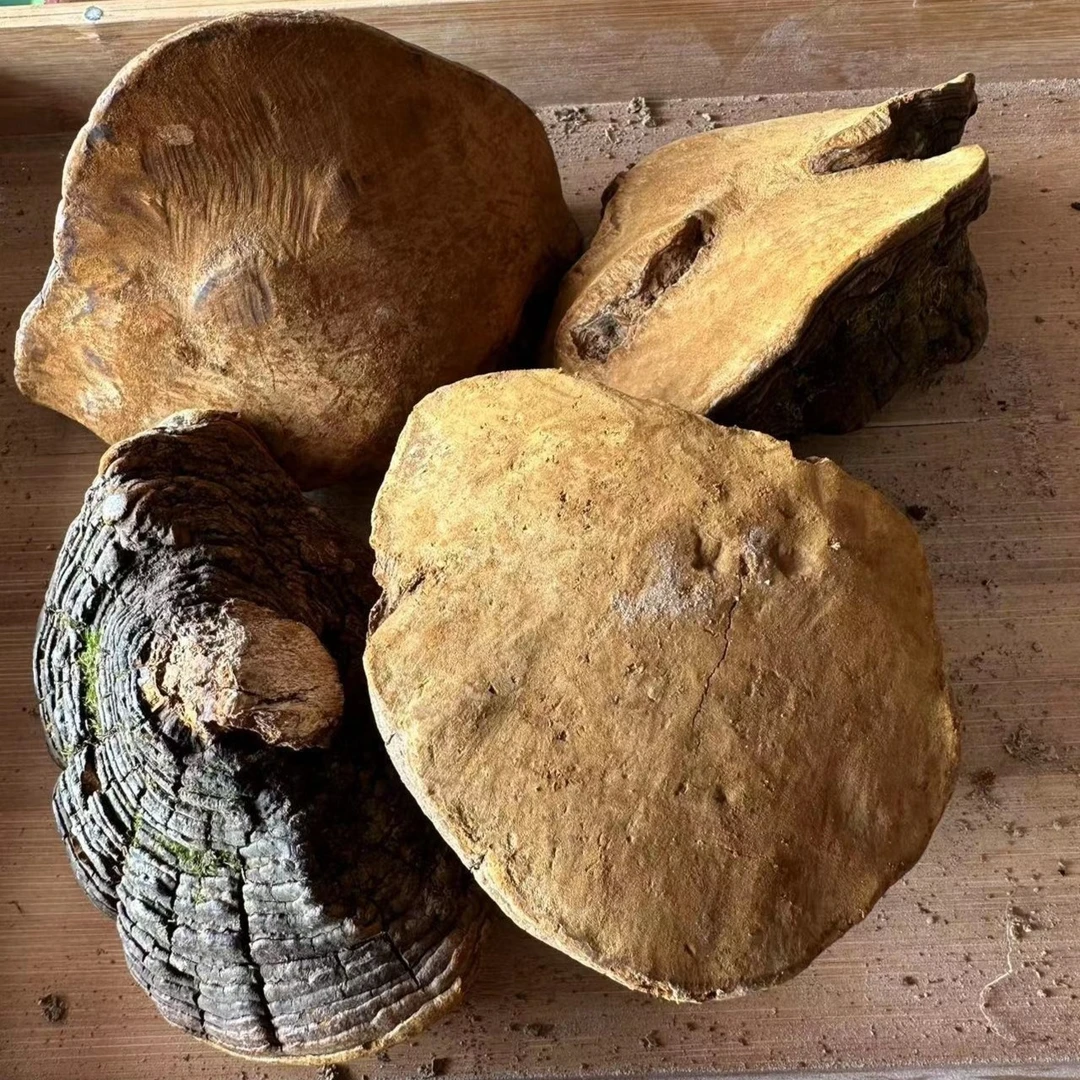 【桑黄菇】 西藏桑黄 250g 可煲汤煲水