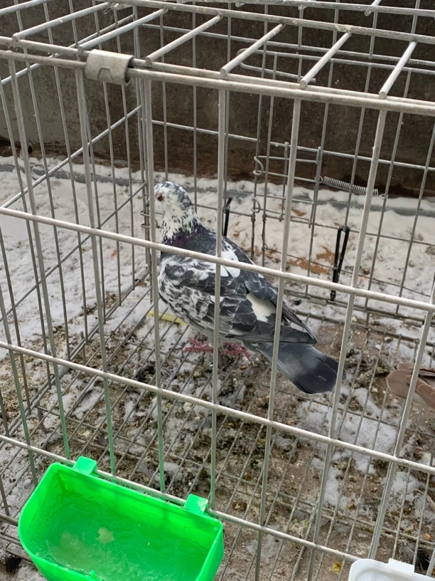 黑白花信鸽种鸽青年