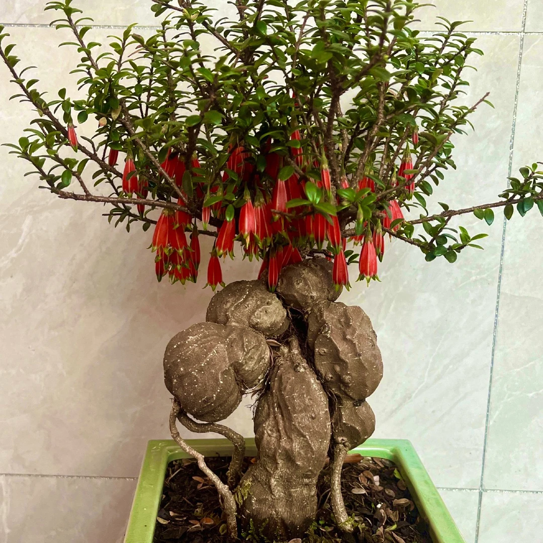 【五翅莓】迷你树萝卜开花植物好养活盆栽室内园艺