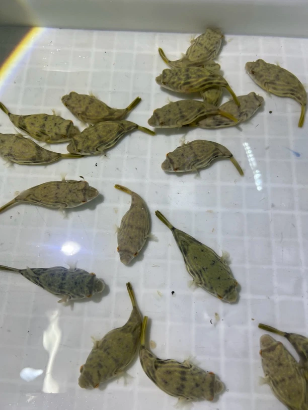 斑马狗头河豚科热带鱼