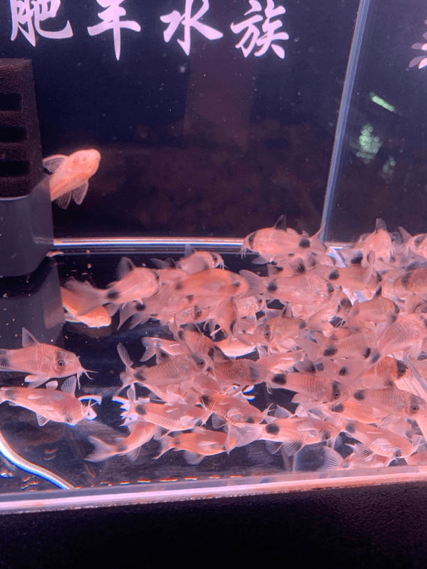 福袋不包损大号熊猫鼠观赏鱼