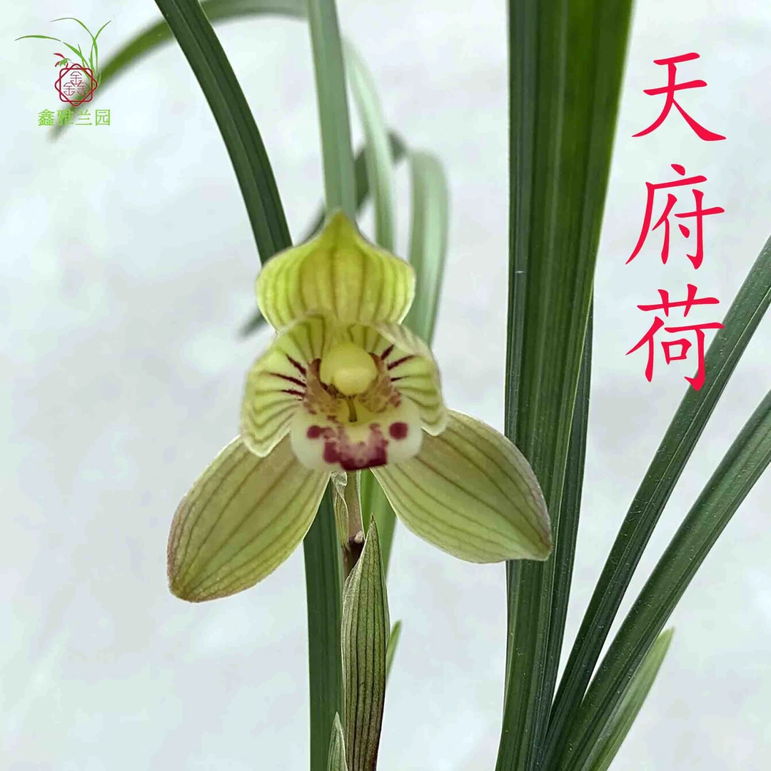鑫雅花卉天府荷春剑名贵兰花老种秋冬带花苞浓香勤芽好养花卉盆栽