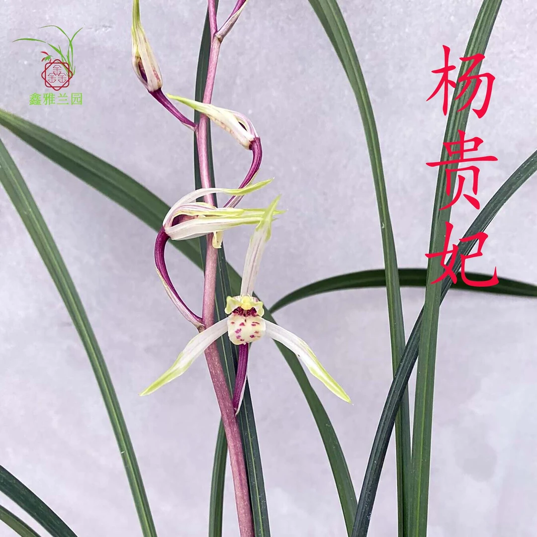 鑫雅花卉寒兰杨贵圮冬季带花老种浓香型复轮花红斑舌名贵兰花盆栽