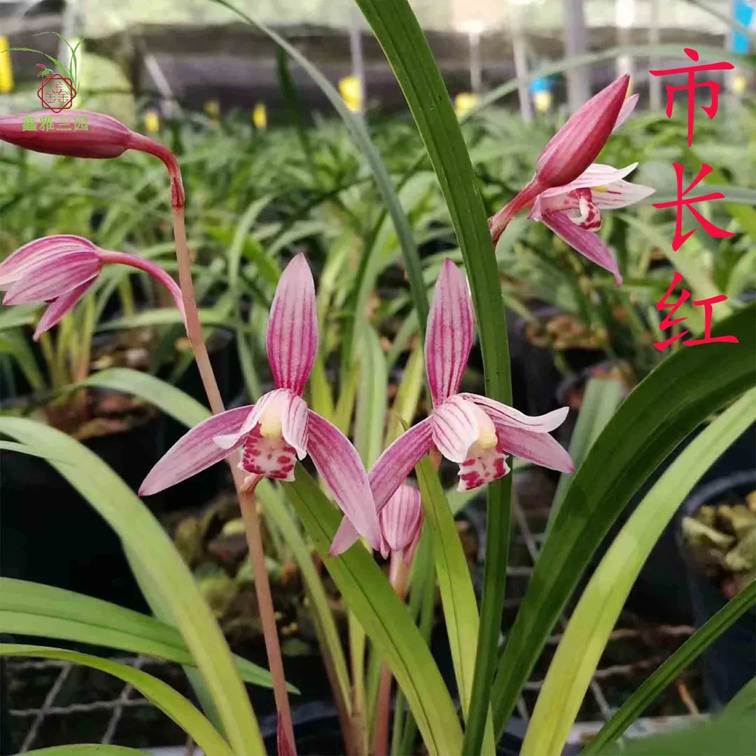 鑫雅花卉市长红建兰红花苗名贵兰花浓香好养夏带花苞室内好养盆栽