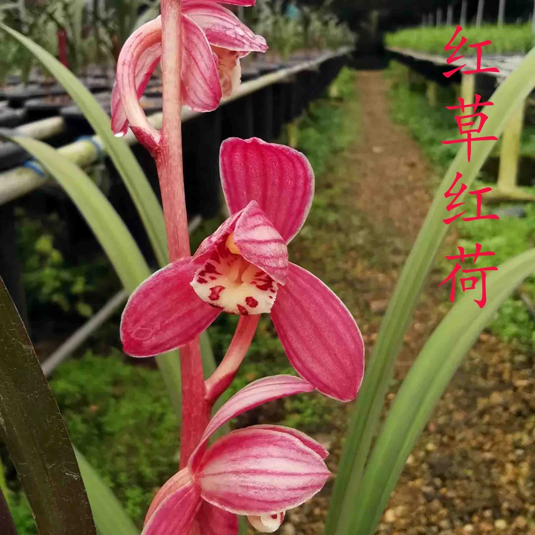 鑫雅花卉红草红荷红花荷瓣建兰名贵兰花经典色花好养绿植花卉盆栽