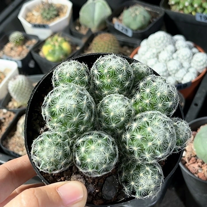 实生仙人球一物一拍