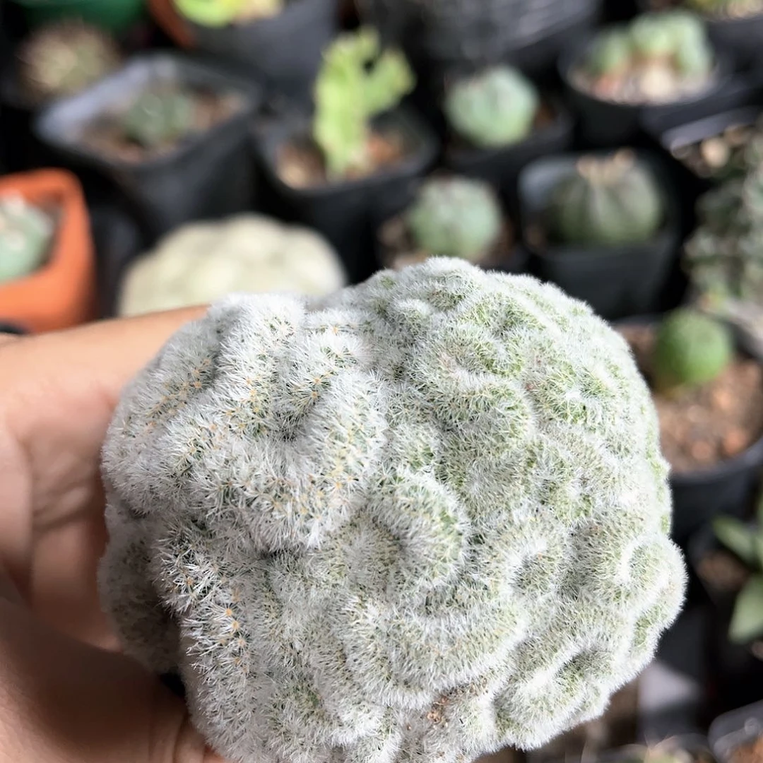 嘉文丸缀化自根一物一拍