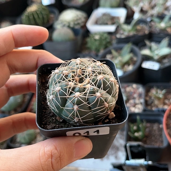 仙人球一物一拍实生011