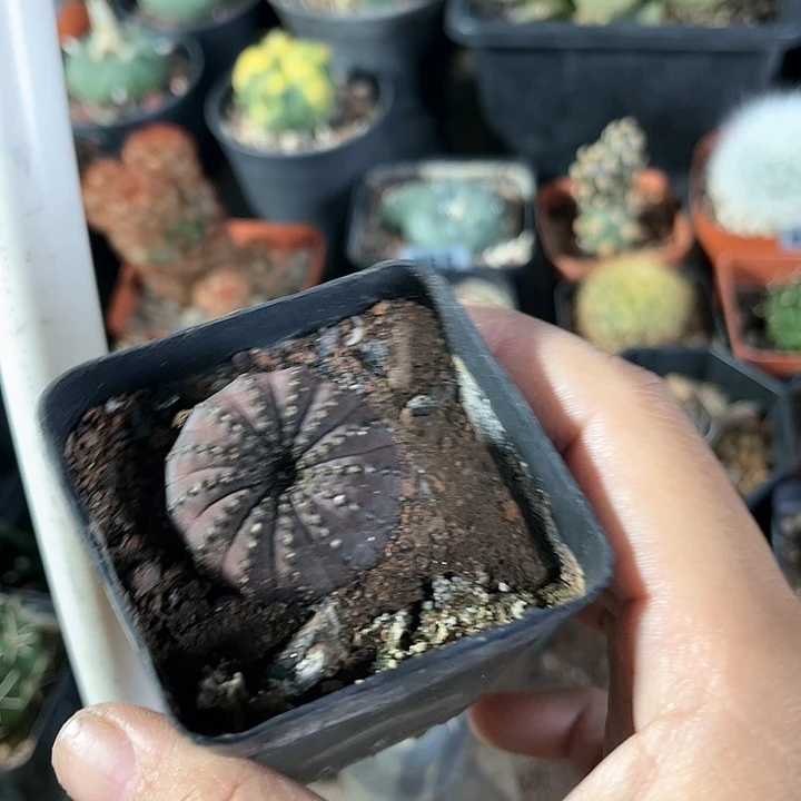 仙人球一物一拍实生