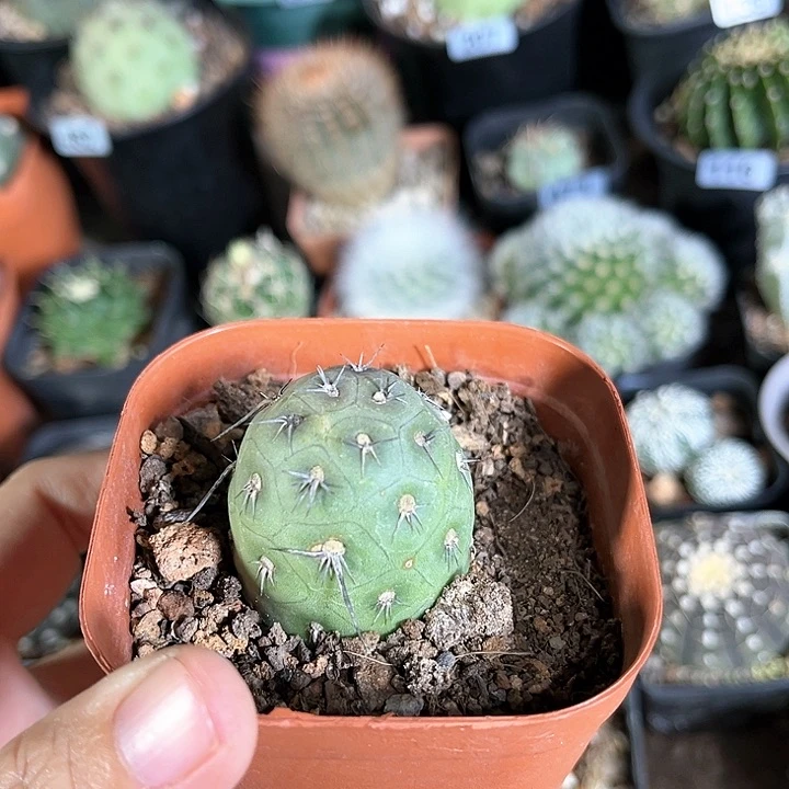 自根有疤仙人球一物一拍