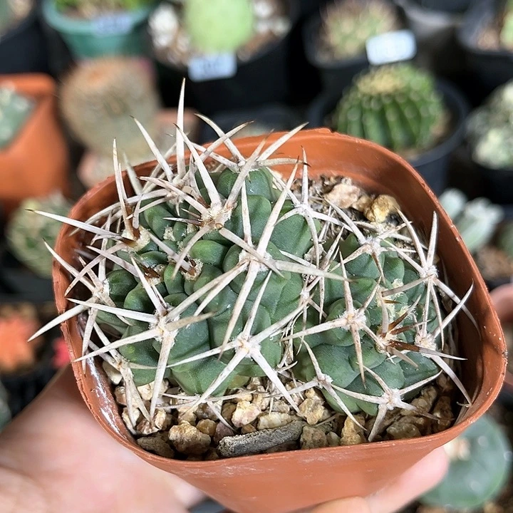 实生仙人球一物一拍