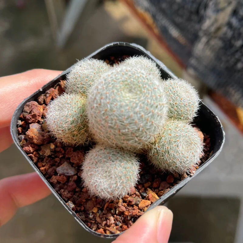 日出宝山仙人球自根开花白球多肉植物仙人掌不扎手可爱小盆栽