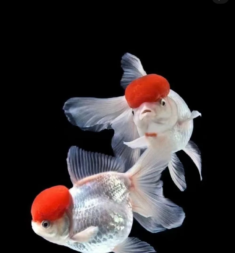精选顶红鎏金黑红龙睛金鱼兰寿猫狮泰狮玛丽好养活观赏鱼活体