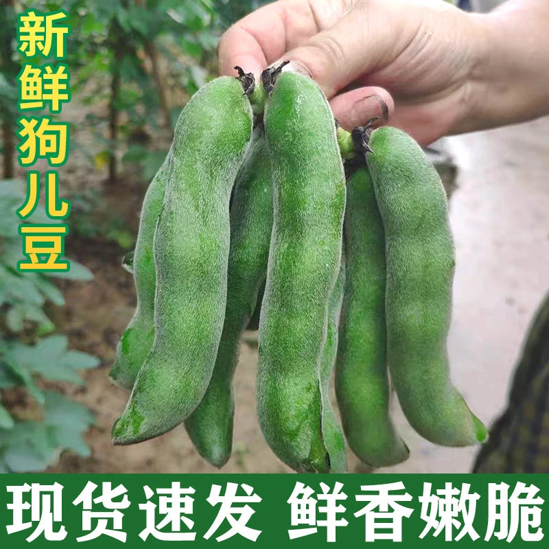 2025现货四川龙爪豆新鲜狗爪豆猫豆狗儿豆菜当季现摘农家时令蔬菜