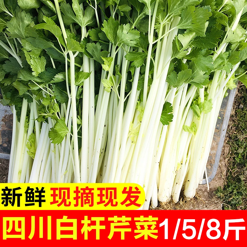 四川正宗香芹菜新鲜当季蔬菜白芹菜水芹菜白杆小芹菜高杆长杆青菜
