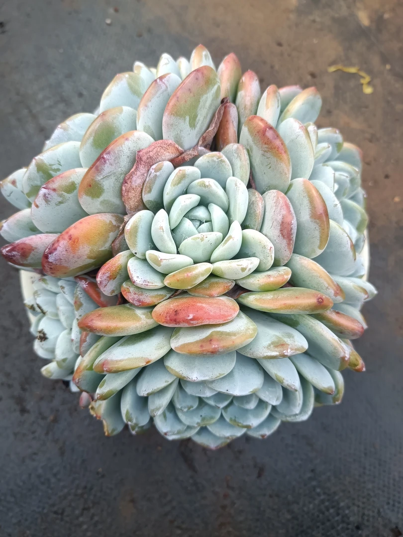 带崽崽多头冰玉多肉植物新手绿植盆栽