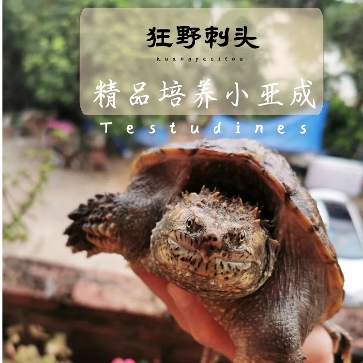 原种大头超爆刺纯佛鳄头刺大鳄鱼龟苗小乌龟宠物观赏水龟活体