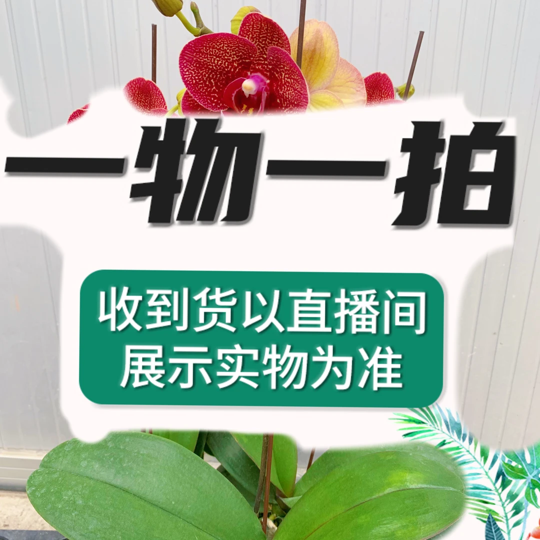 【一物一拍专属链接】蝴蝶兰 鲜活花卉绿植鲜花盆栽桌面