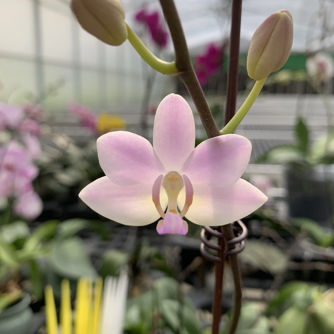 【残雪】蝴蝶兰 花苗 精緻桌面款花卉绿植