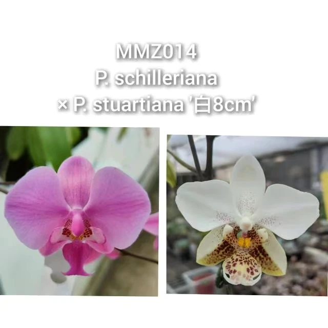 【香花西雷利交白史塔基】 湾湾蝴蝶兰实生苗 大棚基地直发