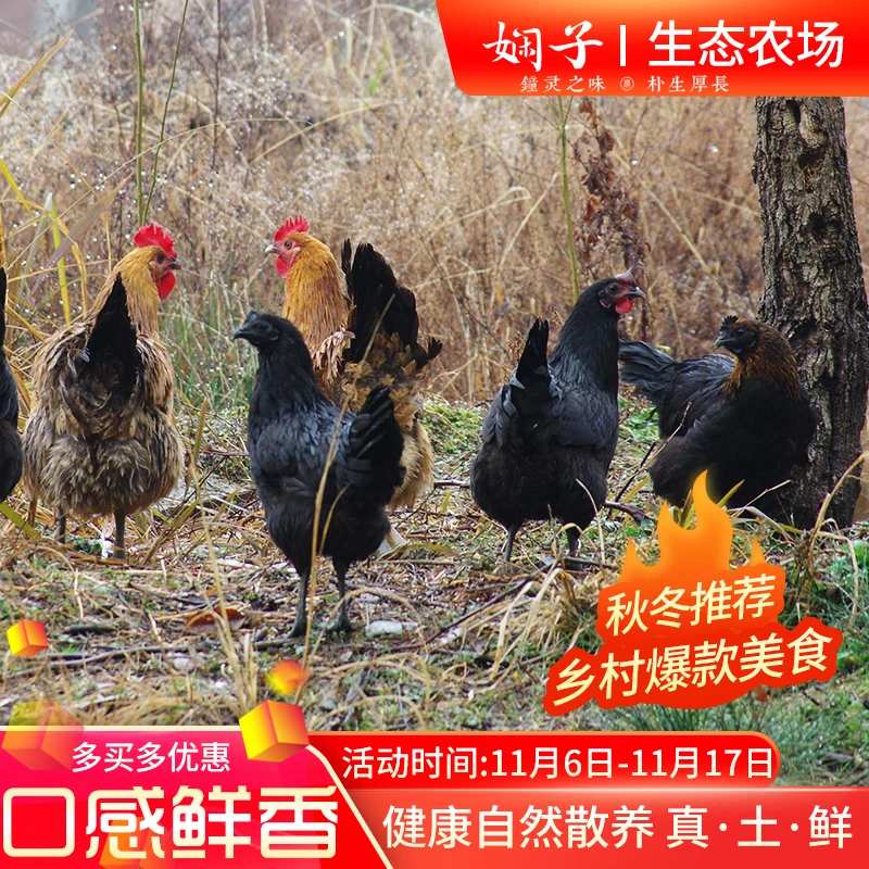 咸宁幕阜山土鸡正宗农家散养林下走地鸡顺丰包邮