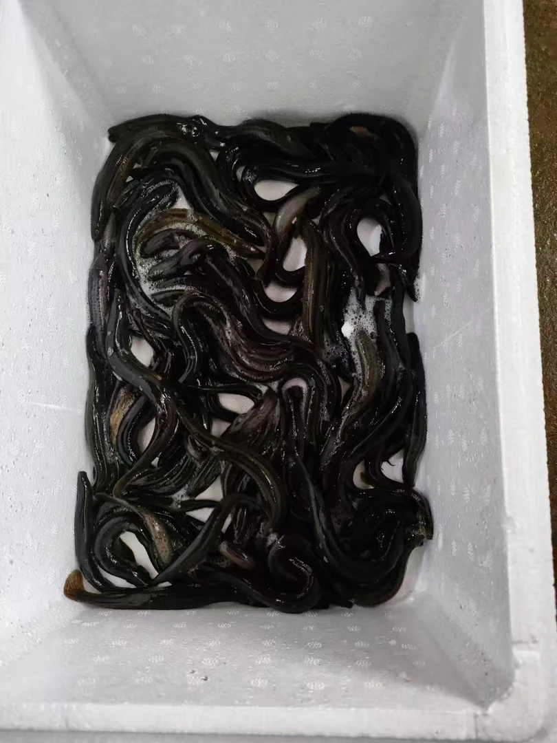 松花江野生小泥鳅6斤