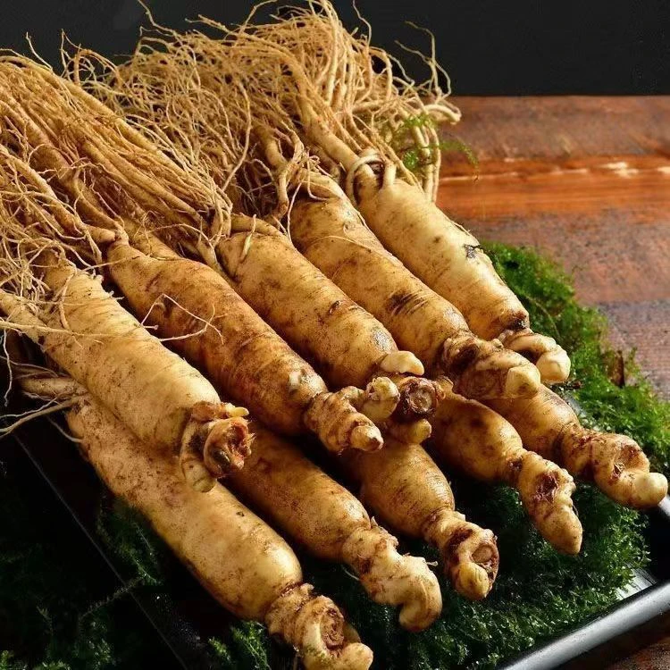 一斤装约8~10颗每支50g人参长白山5年山参人参鲜参鲜人参泡酒新鲜