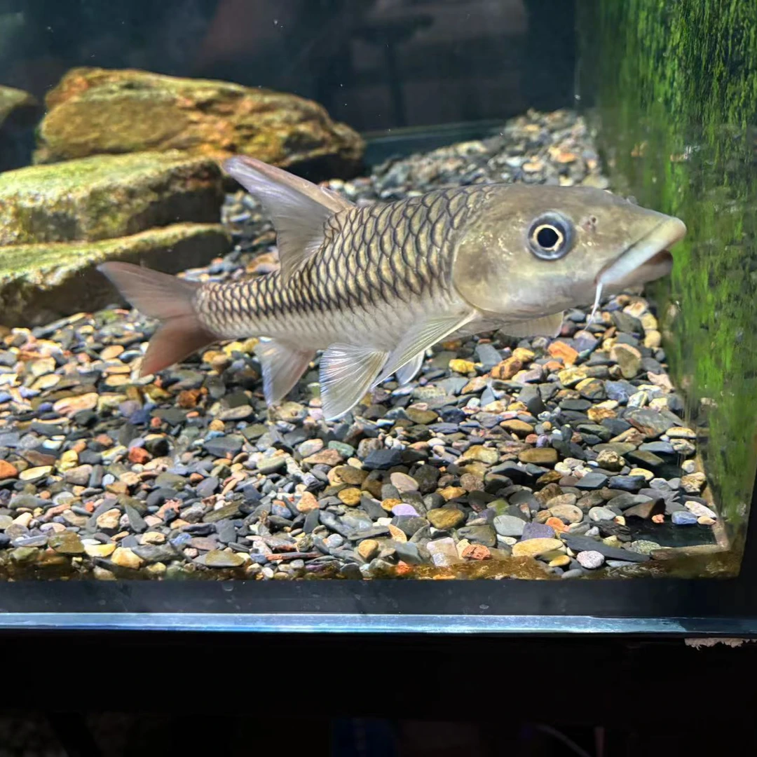 缅甸纯野生盈江结鱼8-10