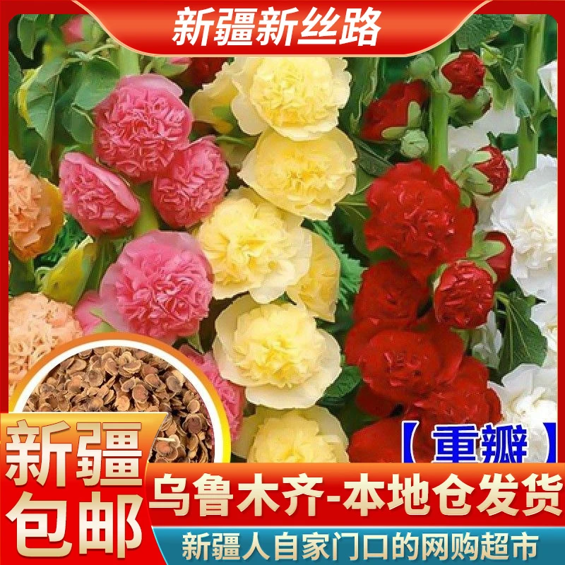 【新疆包邮】重瓣蜀葵种子种籽盆栽花园花卉播种庭院阳台种植花卉