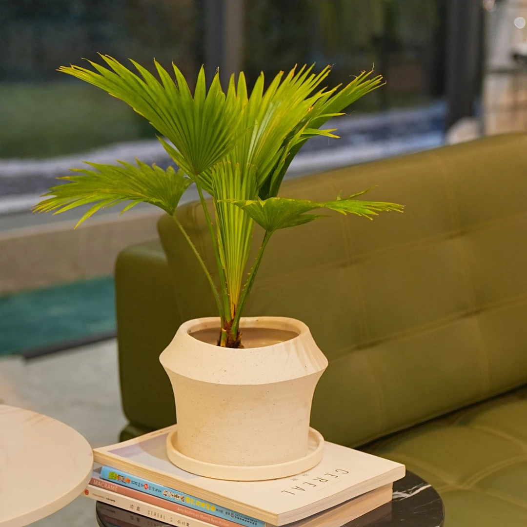 绿植蒲葵室内客厅热带风情盆栽净化空气美观庭院绿化四季常青