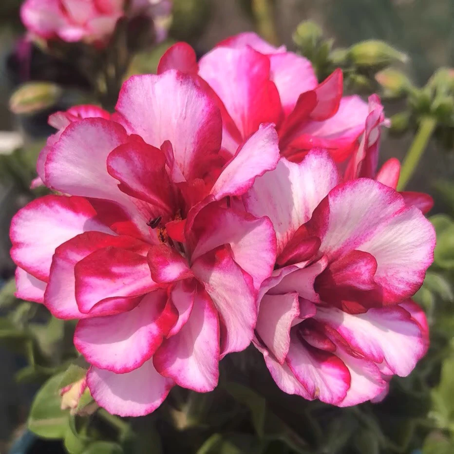 【洛丽塔】很小130杯垂钓重瓣大花球子天竺葵爆花