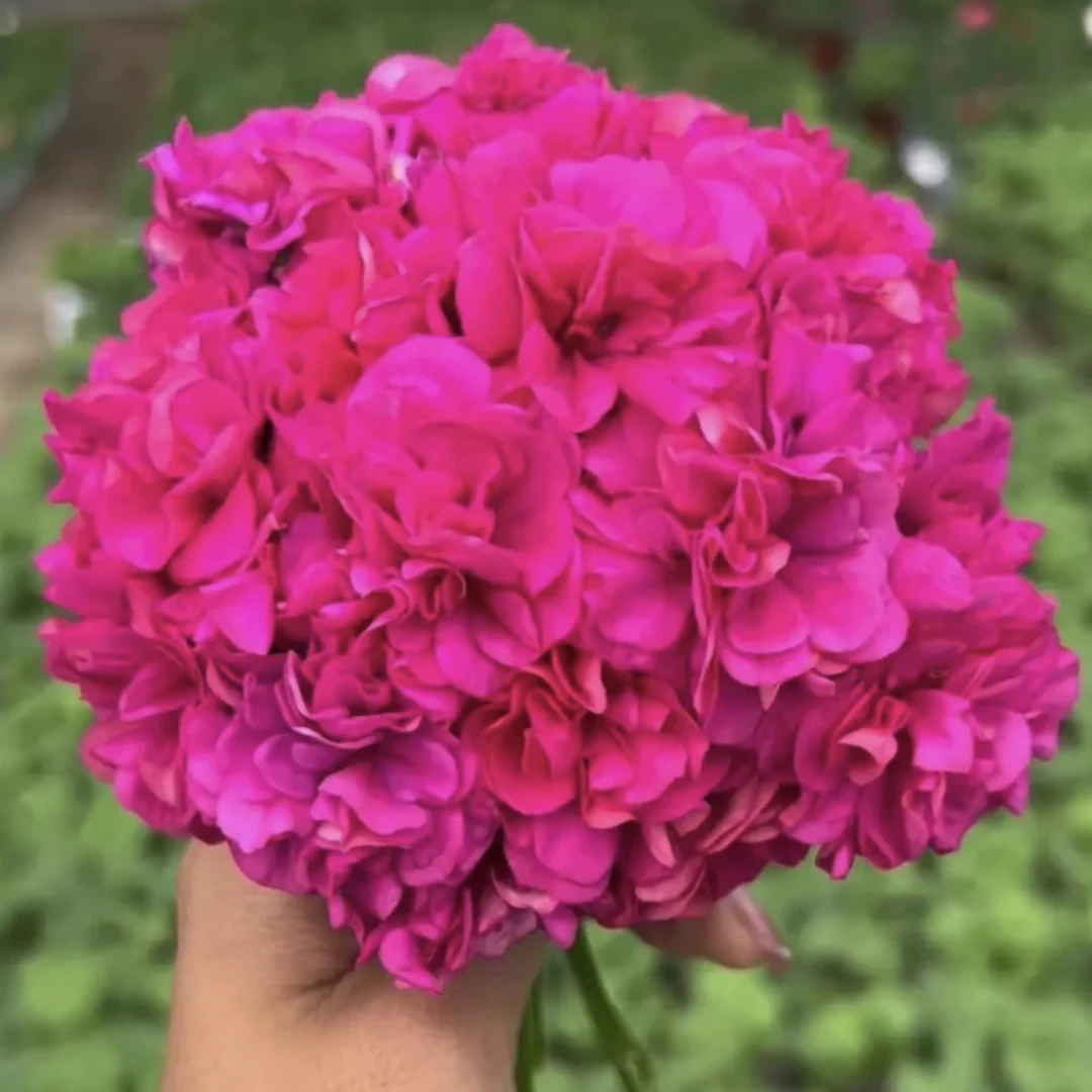 【紫罗兰】130杯直立重瓣大花球子天竺葵爆花